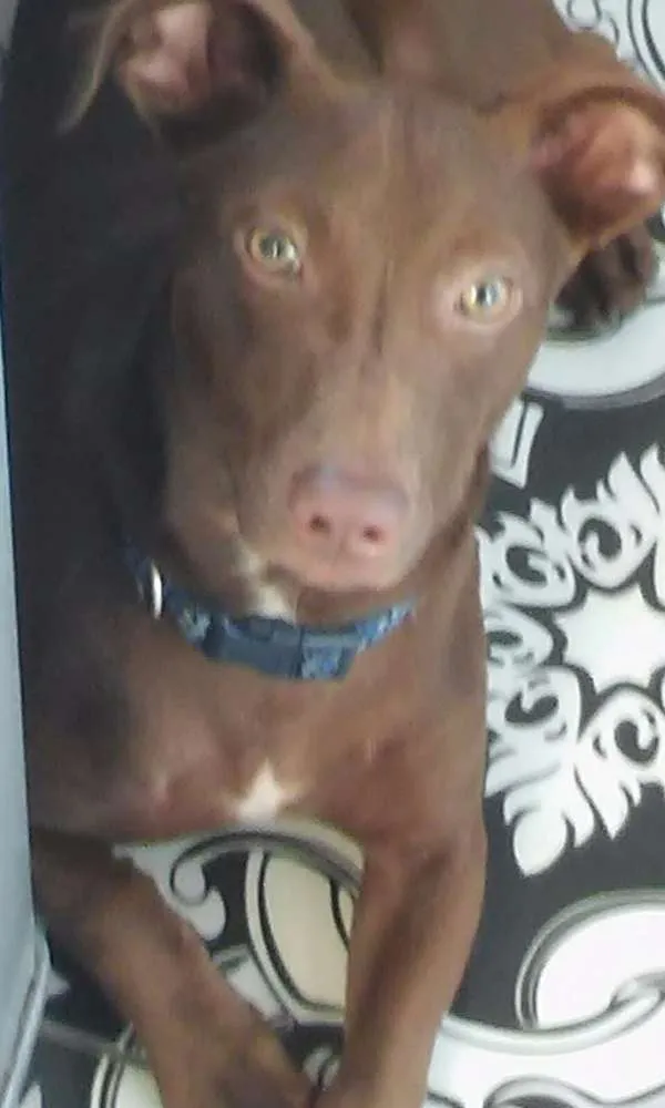 Cachorro ra a misturado idade 7 a 11 meses nome Âtila