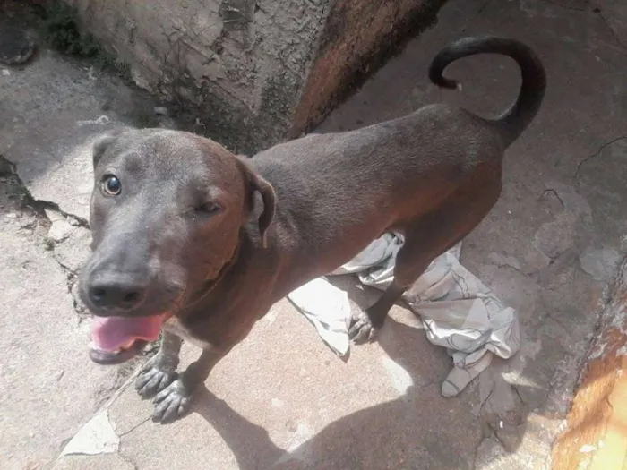 Cachorro ra a Weimaraner idade 1 ano nome Sansão