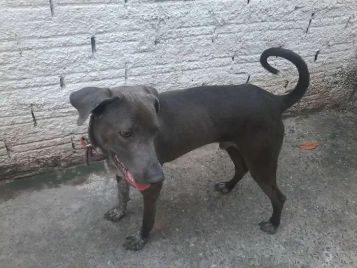 Cachorro ra a Weimaraner idade 1 ano nome Sansão