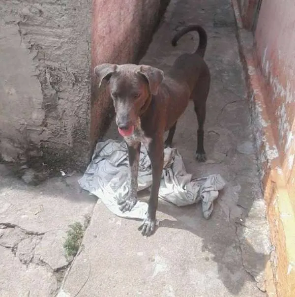 Cachorro ra a Weimaraner idade 1 ano nome Sansão