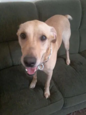 Cachorro raça Mestiço de Labrador idade 3 anos nome Bob