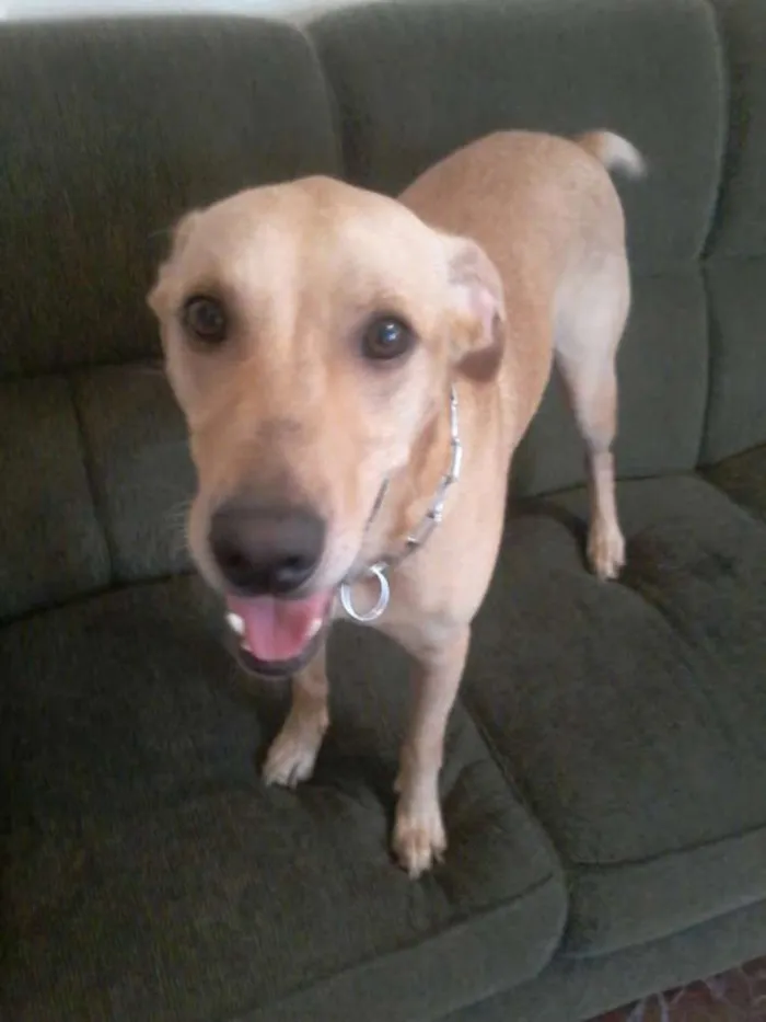 Cachorro ra a Mestiço de Labrador idade 3 anos nome Bob