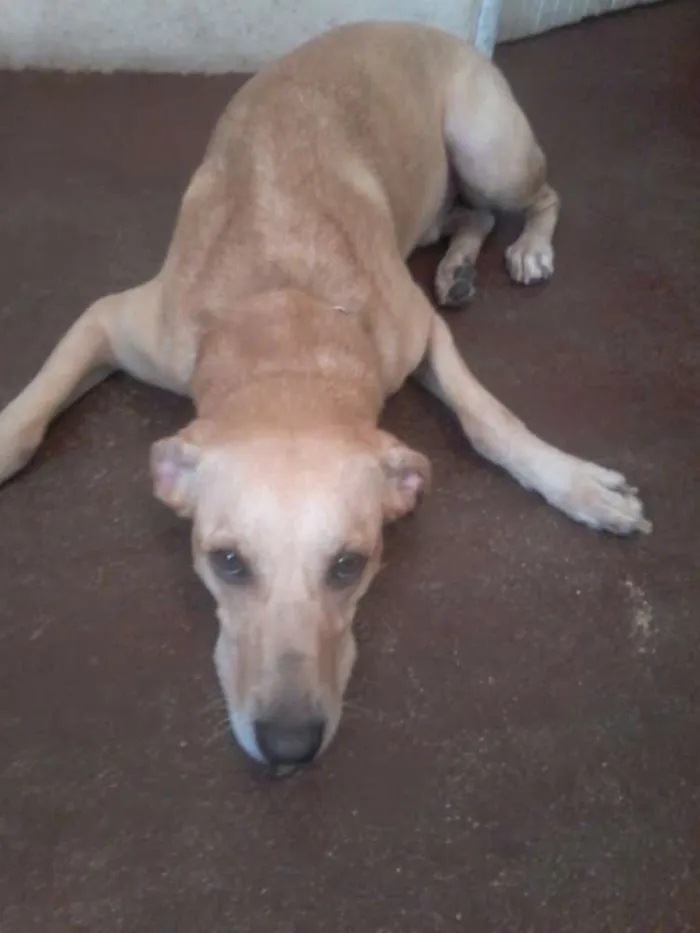 Cachorro ra a Mestiço de Labrador idade 3 anos nome Bob