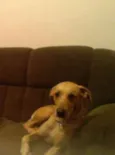 Bob
