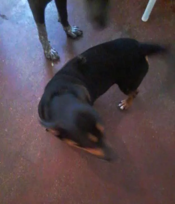 Cachorro ra a Vira-Lata idade 3 anos nome Coby