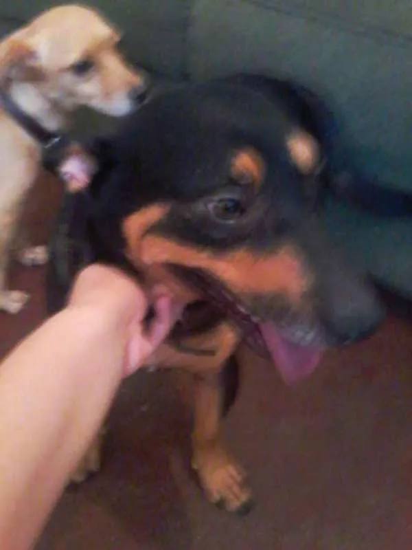 Cachorro ra a Vira-Lata idade 3 anos nome Coby