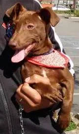 Cachorro ra a misturado idade 7 a 11 meses nome Âtila