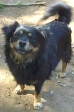 Cachorro raça SRD idade 2 anos nome Bi