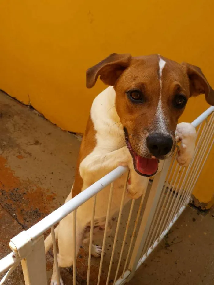 Cachorro ra a SRD idade 7 a 11 meses nome Bumer
