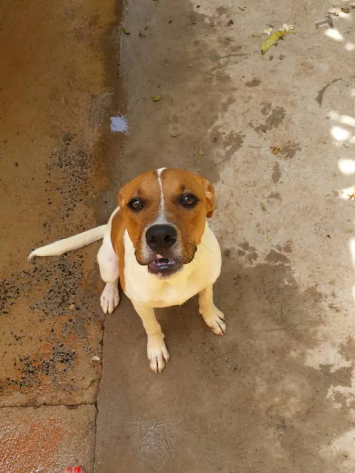 Cachorro ra a SRD idade 7 a 11 meses nome Bumer