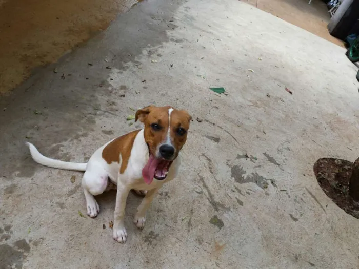 Cachorro ra a SRD idade 7 a 11 meses nome Bumer