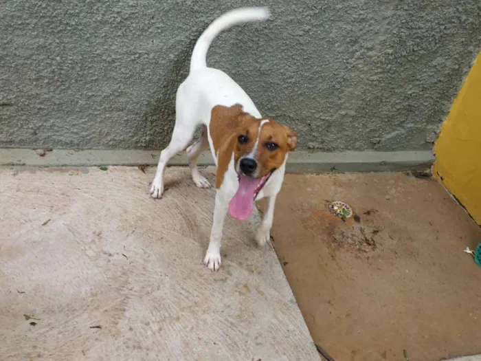Cachorro ra a SRD idade 7 a 11 meses nome Bumer