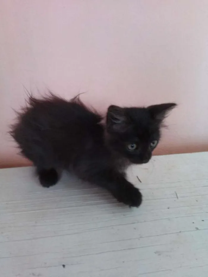 Gato ra a não conhecida idade Abaixo de 2 meses nome black