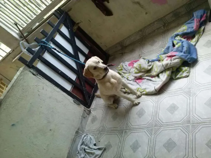 Cachorro ra a Labrador idade 7 a 11 meses nome thor