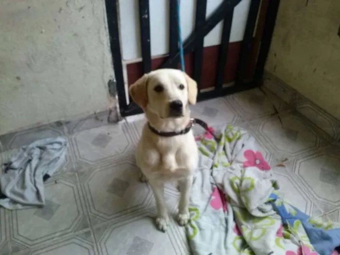 Cachorro ra a Labrador idade 7 a 11 meses nome thor