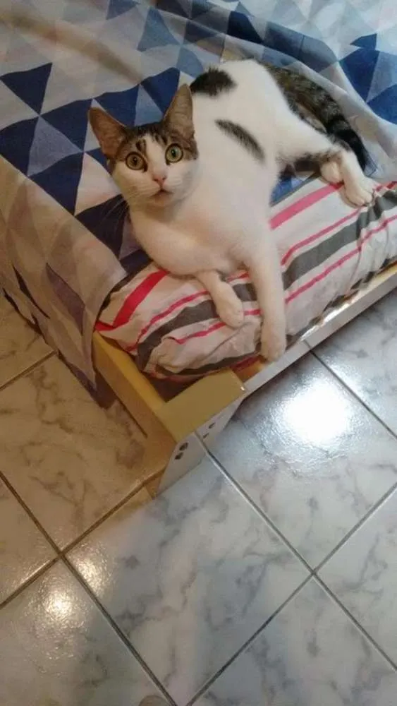 Gato ra a SRD idade 1 ano nome Madonna