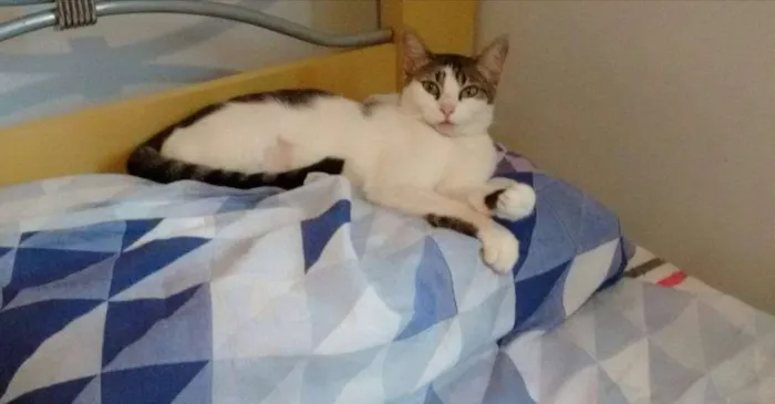 Gato ra a SRD idade 1 ano nome Madonna