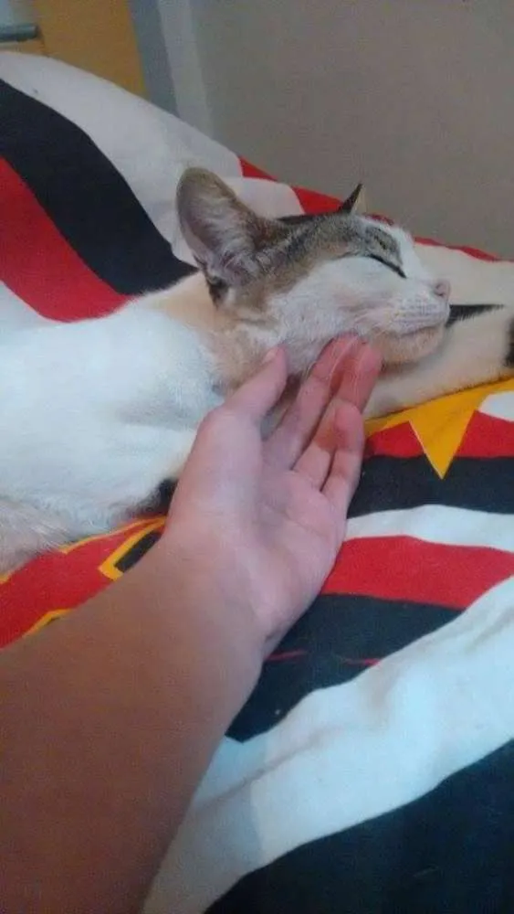 Gato ra a SRD idade 1 ano nome Madonna