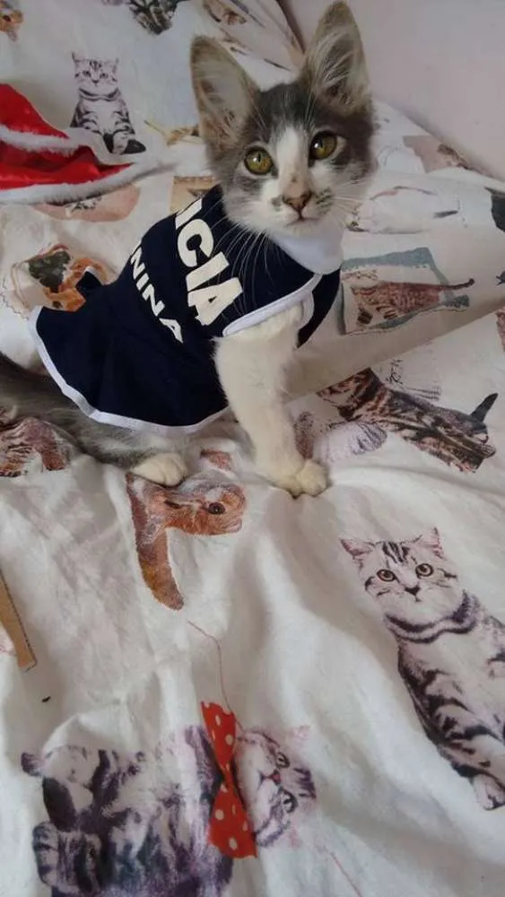 Gato ra a SRD idade 2 a 6 meses nome Dara