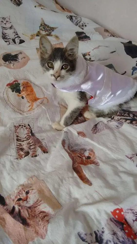 Gato ra a SRD idade 2 a 6 meses nome Dara
