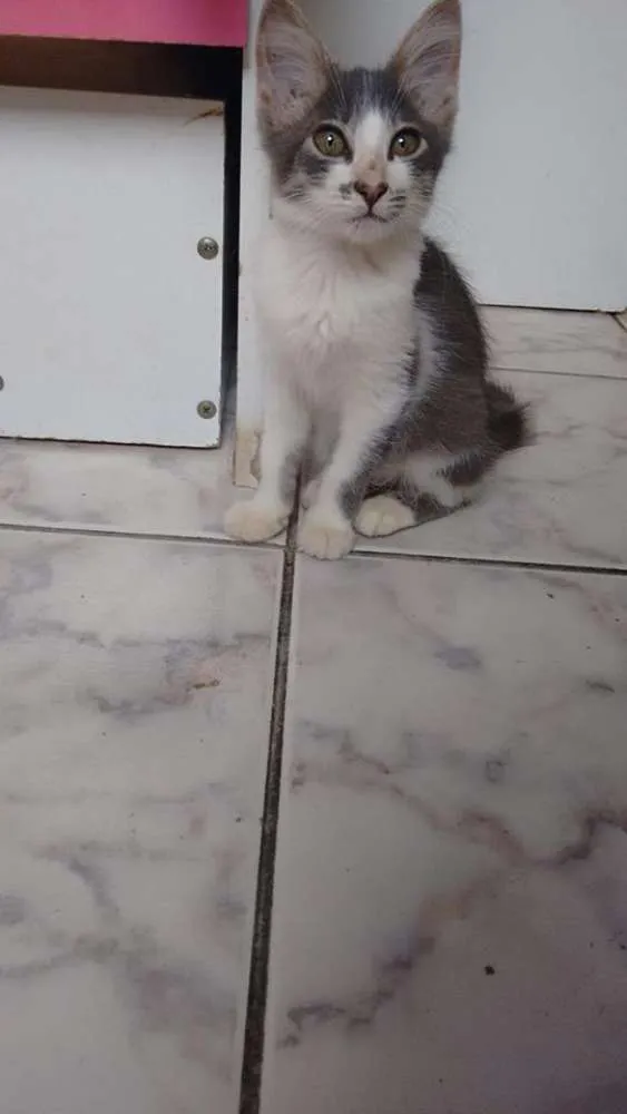 Gato ra a SRD idade 2 a 6 meses nome Dara