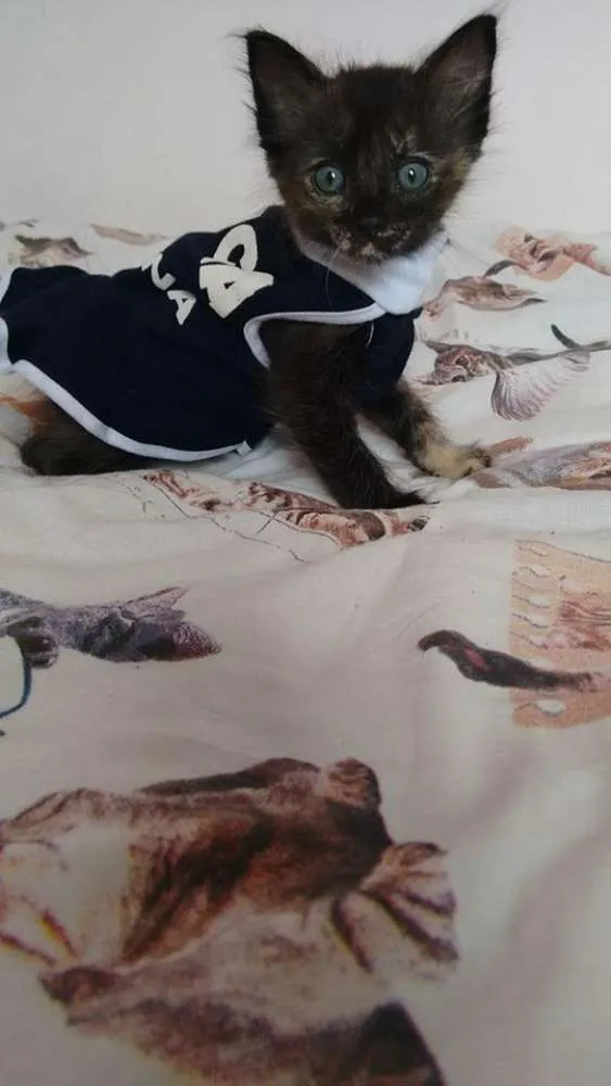 Gato ra a SRD idade Abaixo de 2 meses nome Safira