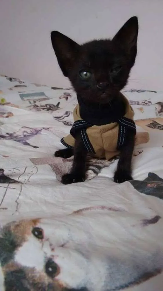 Gato ra a SRD idade Abaixo de 2 meses nome Café