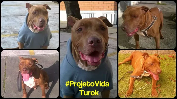Cachorro raça Pit-Bull idade 6 ou mais anos nome Turok