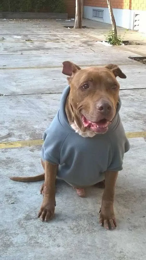 Cachorro raça Pit-Bull idade 6 ou mais anos nome Turok