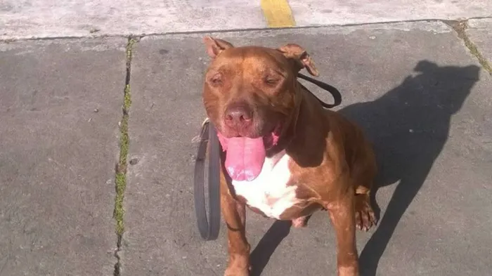 Cachorro raça Pit-Bull idade 6 ou mais anos nome Turok
