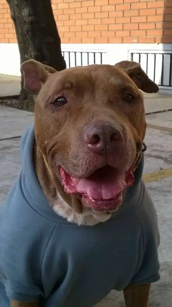 Cachorro raça Pit-Bull idade 6 ou mais anos nome Turok