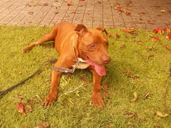 Cachorro raça Pit-Bull idade 6 ou mais anos nome Turok
