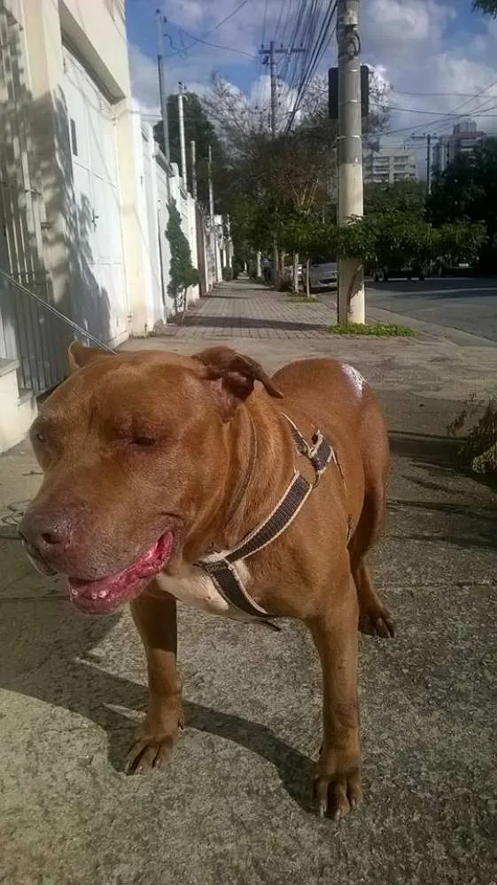 Cachorro raça Pit-Bull idade 6 ou mais anos nome Turok