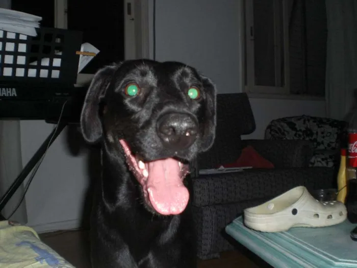 Cachorro ra a weimaraner X labrador idade 5 anos nome Brooklin