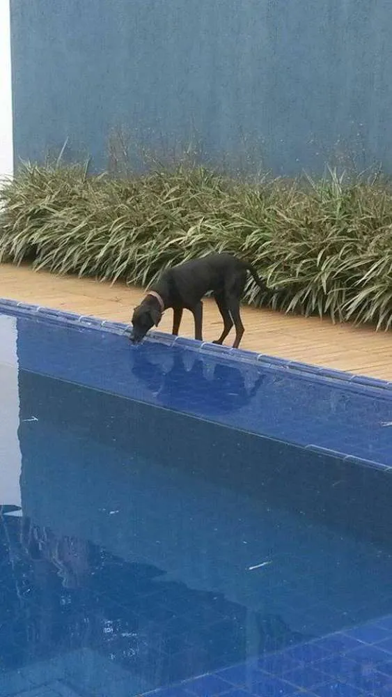 Cachorro ra a weimaraner X labrador idade 5 anos nome Brooklin