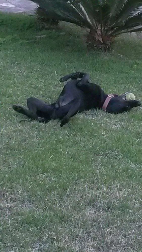 Cachorro ra a weimaraner X labrador idade 5 anos nome Brooklin