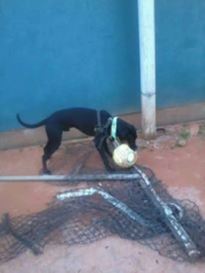 Cachorro ra a weimaraner X labrador idade 5 anos nome Brooklin