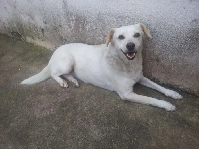 Cachorro ra a TEIA idade 3 anos nome TETECO