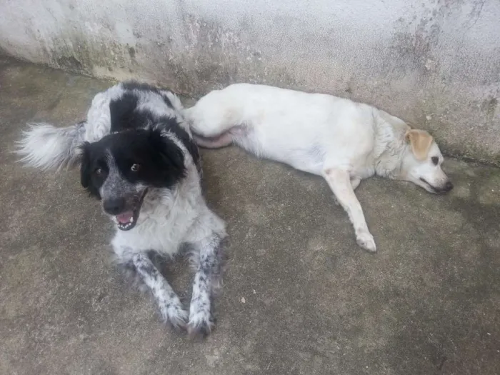 Cachorro ra a TEIA idade 3 anos nome TETECO