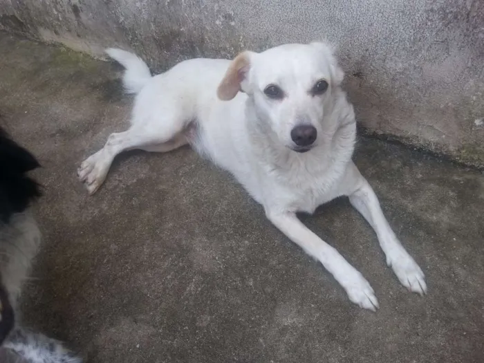 Cachorro ra a TEIA idade 3 anos nome TETECO