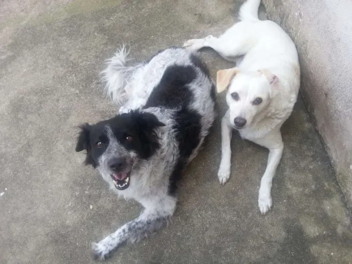 Cachorro ra a TEIA idade 3 anos nome TETECO