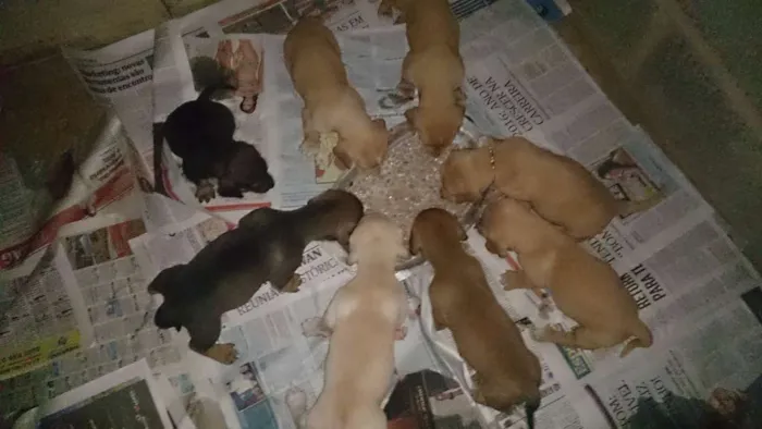 Cachorro ra a  idade Abaixo de 2 meses nome varios