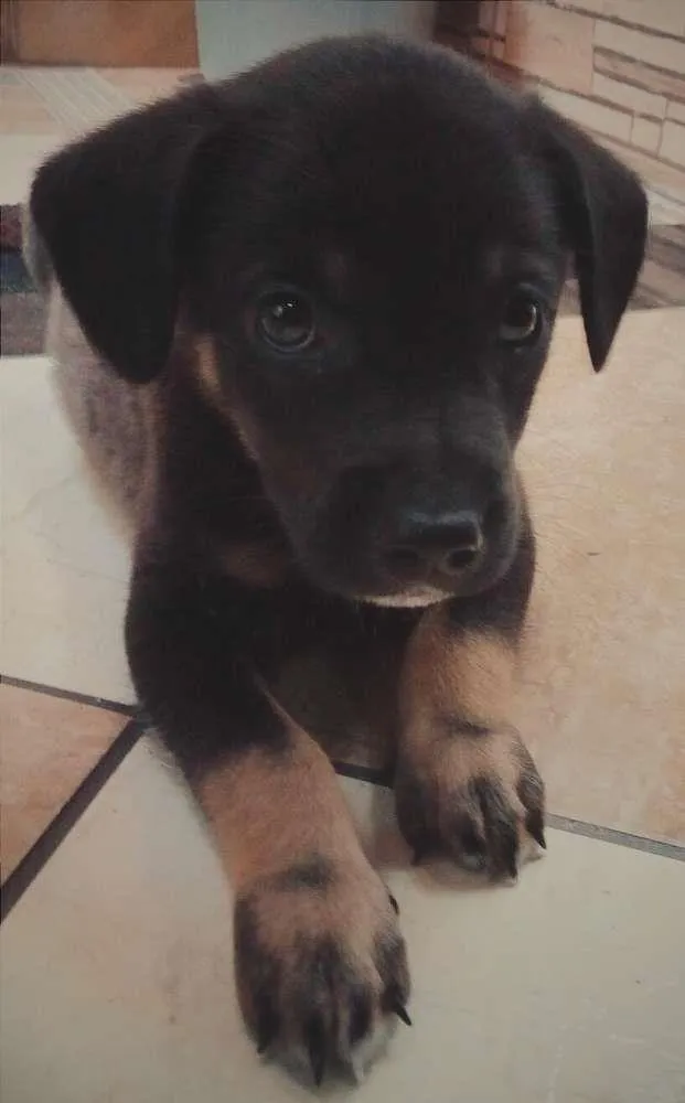 Cachorro raça Labrador com Pastor Alemão idade 2 a 6 meses nome Nick