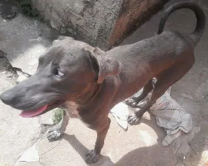 Cachorro raça Weimaraner idade 1 ano nome Sansão