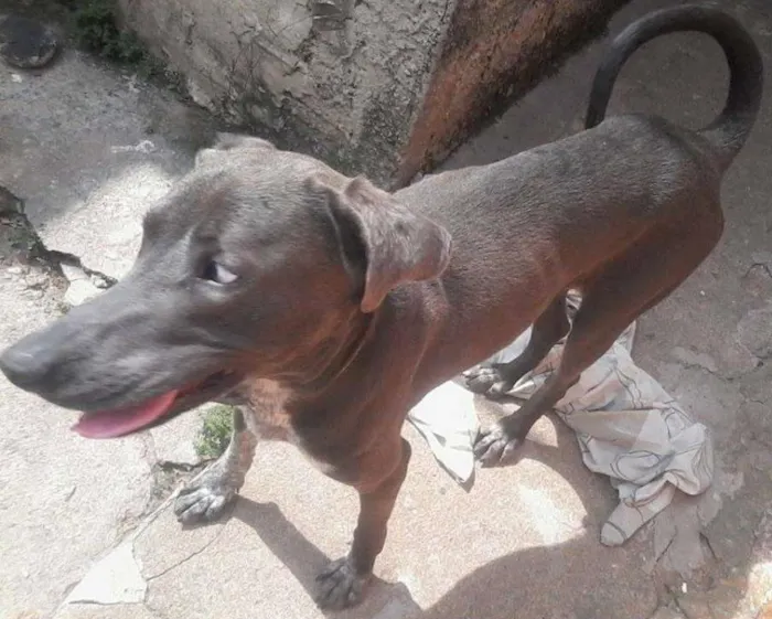 Cachorro ra a Weimaraner idade 1 ano nome Sansão