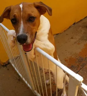 Cachorro raça SRD idade 7 a 11 meses nome Bumer