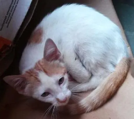 Gato ra a não conhecida idade Abaixo de 2 meses nome branco