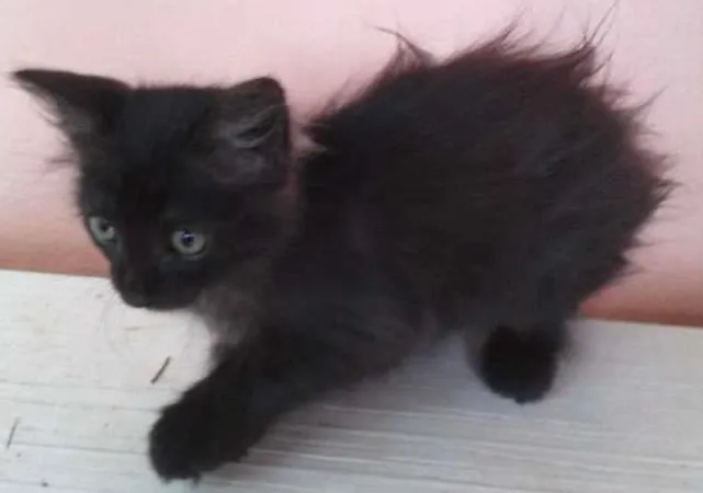 Gato ra a não conhecida idade Abaixo de 2 meses nome black