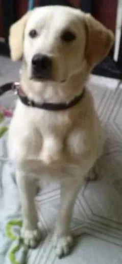 Cachorro raça Labrador idade 7 a 11 meses nome thor