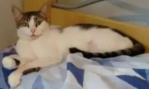 Gato raça SRD idade 1 ano nome Madonna